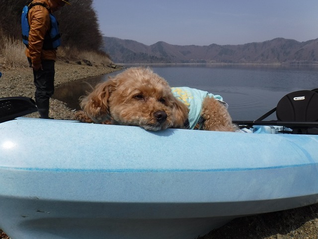 本栖湖カヤック昼寝するトイプードル